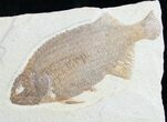 Phareodus Fossil Fish With Knightia #8788-1